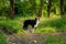 Wide shot Border Collies Black and White dog stand on walk way in the forrest alone and look at camera with warm light