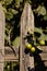 Wide shot of a branch of lemons over an old wood fence
