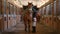 Wide shot brown graceful horse tied in stable with Caucasian woman walking to pet putting on saddle. Professional