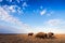 Wide shot of buffalo or bison herd in a field