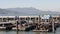 Wide shot of california sea lions at pier 39 in san francisco