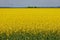 Wide Shot of Canola Field or Rapeseed Farm on a Breezy and Sunny Day