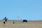 Wide shot of cows eating grasses in the field with an american flag