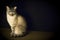 Wide shot of a cute grey cat sitting up staring at the camera with a black background
