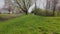 Wide shot of Dog Jack Russell Terrier runs Field green in spring