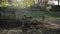 Wide Shot of European Fallow Deer looking for food and grazing in the Zoo Tierpark Neukoelln in Berlin