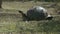 Wide shot of a feeding giant tortoise on isla santa cruz in the galapagos