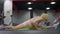 Wide shot of flexible young slim sportswoman doing leg-split exercise on exercise mat in gym. Side view portrait of