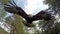 Wide shot of flying bald eagle over outdoor terrain