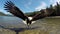 Wide shot of flying bald eagle over outdoor terrain