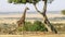 Wide shot of a giraffe chewing acacia leaves in masai mara