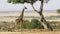 Wide shot of a giraffe chewing acacia leaves in Masai Mara