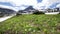 wide shot of glacier lilies growing at logan pass in glacier national park