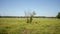 Wide shot a green branched plant in a grass field surrounded by trees under a clear blue sky