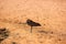 Wide shot of a Hammerhead bird standing on the sand