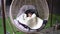 Wide shot hanging chair in patio with sleeping infant dreaming. Portrait of calm cute Caucasian tiny girl taking a nap