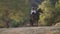 Wide shot of happy equestrian and graceful purebred horse looking to different directions. Young Caucasian horsewoman on