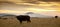 Wide shot of a herd of black buffaloes on the field with the sunset in the background