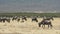 wide shot of a herd of wildebeest feeding at ngorongoro crater