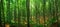 Wide shot of hundreds of beautiful tall trees captured in a forest on a sunny day