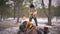 Wide shot indigenous old shaman playing tambourine dancing at fire in forest on winter day. Senior Asian Mongol guy