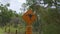 Wide shot of a kangaroo crossing sign
