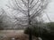 Wide shot of a leafless pine tree with the twigs and branches all covered with ice in winter