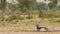 Wide shot of male blackbuck or antilope cervicapra or indian antelope with long horns resting in shade at tal chhapar sanctuary
