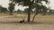 Wide shot of male blackbuck or antilope cervicapra or indian antelope in open field and grassland of tal chhapar sanctuary