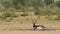 Wide shot of male blackbuck or antilope cervicapra or indian antelope in open field and grassland of tal chhapar sanctuary