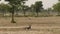 Wide shot of male blackbuck or antilope cervicapra or indian antelope in open field and grassland of tal chhapar sanctuary