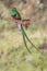 wide shot of a of a male resplendent quetzal perched on a branch