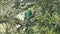 wide shot of a male resplendent quetzal in a wild avocado tree at costa rica