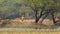 Wide shot of male Spotted deer or Chital or Cheetal or axis axis with big antlers in natural scenic background at island in