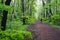 Wide shot of a man taking a stroll on a pathway in the middle of a forest full of trees