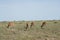 A wide shot of the Masai Mara with Thomson Gazelle