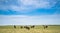 A wide shot of the Masai Mara with Wildebeest grazing