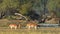 Wide shot of mother Spotted deer or Chital or axis axis with her fawn grazing grass in water and flock of birds floating in scenic