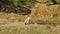 Wide shot of painted storks or Mycteria leucocephala juvenile bird resting in natural green background near wetland of keoladeo