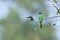 Wide shot of pair blue-throated bee-eater perching in thorn branch during mating day