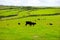 Wide shot of a pasture with a herd of resting and eating cattle