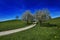 Wide shot of a pathway between blossomed trees in a field of grass under the breathtaking blue sky