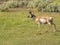 Wide shot of a pronghorn antelope in yellowstone national park