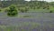 wide shot of purple paterson's curse flowers in a farm field