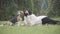 Wide shot of relaxed young woman in Covid-19 face mask lying in spring or autumn park talking to beagle. Portrait of