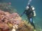 Wide shot of a scuba diver wearing diving suit, fins and equipment swimming underwater