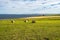 Wide shot of a seashore with hay bales in the far north of Scotland near Wick, Caithness