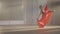 Wide shot of slim professional ballerina in arabesque ballet position holding scarlet red skirt bending. Graceful