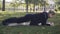 Wide shot of slim smiling sportswoman in plank position in sunlight outdoors. Side view portrait of fit Caucasian woman