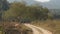 Wide shot of Spotted deer or Chital alert in presence of predator in natural scenic landscape of dhikala zone of jim corbett